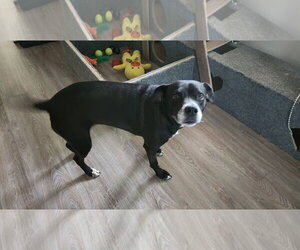 Labrador Retriever-Unknown Mix Dogs for adoption in McDonough, GA, USA