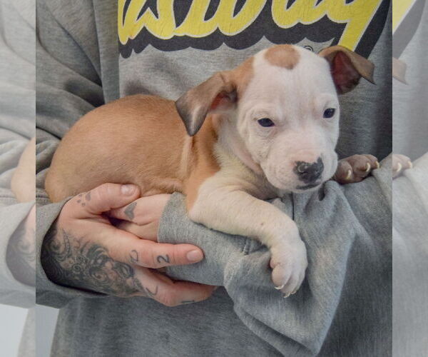 Medium Photo #2 American Staffordshire Terrier-Boxer Mix Puppy For Sale in Huntley, IL, USA