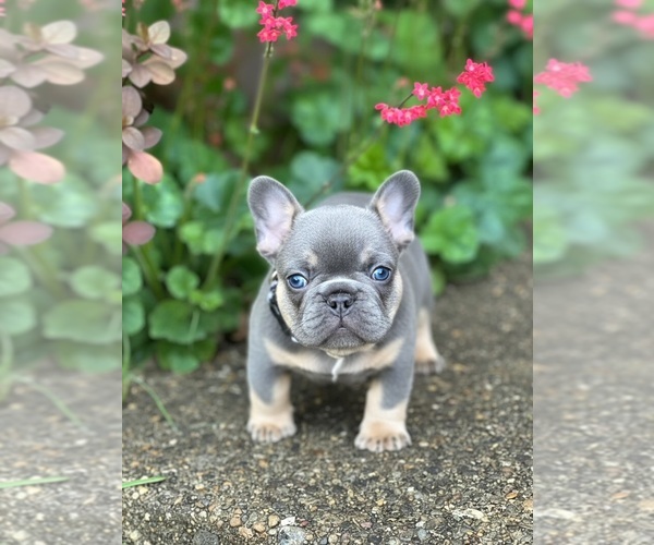 Medium Photo #2 French Bulldog Puppy For Sale in CLACKAMAS, OR, USA