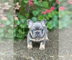 Small #1 French Bulldog