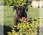 Small #5 Labrador Retriever Mix