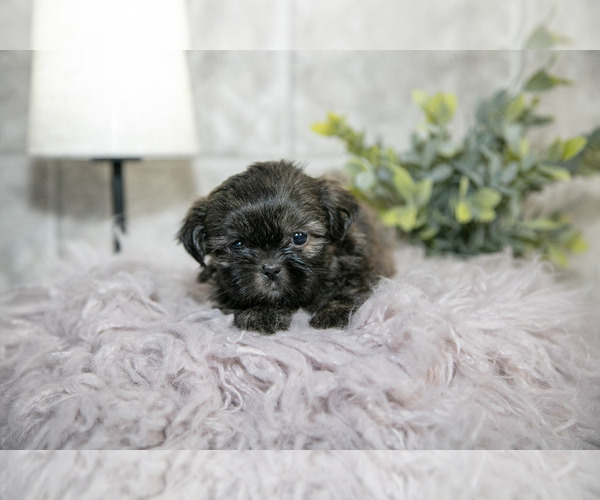 Medium Photo #7 Shih Tzu Puppy For Sale in CLARE, MI, USA