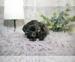 Small #2 Shih Tzu