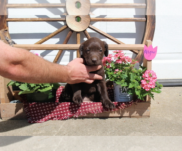 Medium Photo #1 Labrador Retriever Puppy For Sale in SEARS, MI, USA