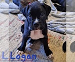 Image preview for Ad Listing. Nickname: Logan