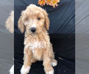 Goldendoodle-Poodle (Standard) Mix Puppy for sale in NARVON, PA, USA