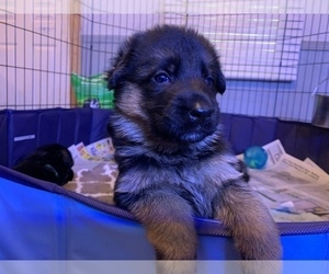 German Shepherd Dog Puppy for sale in KING, NC, USA
