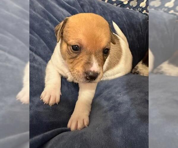 Medium Photo #1 Chiweenie Puppy For Sale in Los Angeles, CA, USA