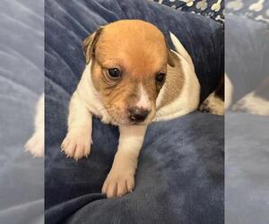 Chiweenie Dogs for adoption in Los Angeles, CA, USA