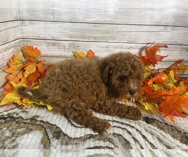 Medium Photo #2 Cavapoo Puppy For Sale in FULTON, KS, USA