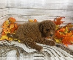 Small #1 Cavapoo