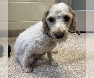 Cavapoo (Miniature) Dogs for adoption in Pueblo, CO, USA