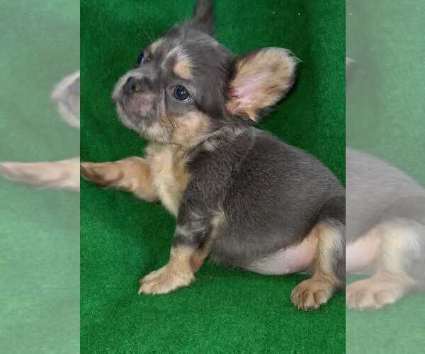 Medium Photo #2 French Bulldog Puppy For Sale in NASHVILLE, TN, USA