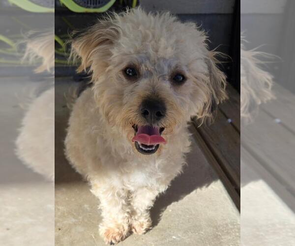 Medium Photo #3 Poodle (Miniature)-Unknown Mix Puppy For Sale in San Antonio, TX, USA