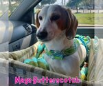 Small Photo #22 Basschshund Puppy For Sale in San Antonio, TX, USA
