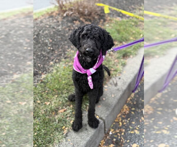 Medium Photo #1 Mutt Puppy For Sale in Shermans Dale, PA, USA