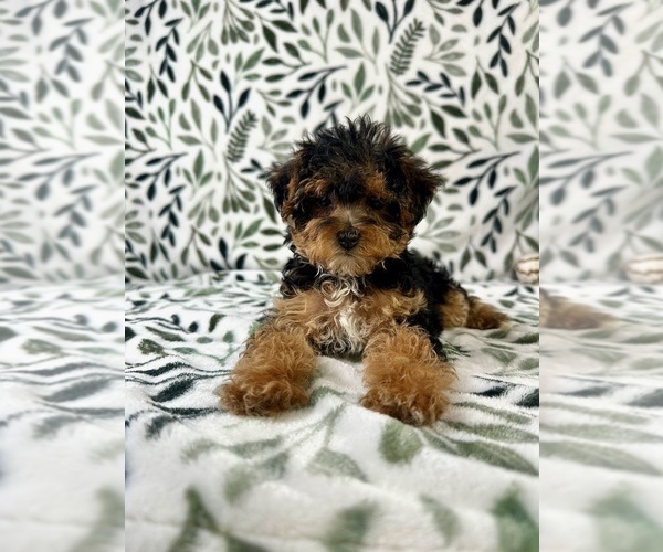 Medium Photo #6 YorkiePoo Puppy For Sale in GREENFIELD, IN, USA