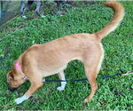 Small #2 Mutt