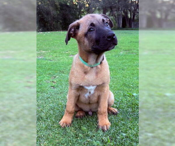 Medium Photo #4 Mutt Puppy For Sale in Ventura, CA, USA