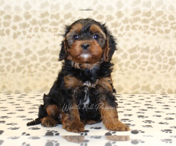 Medium Photo #3 Cavapoo Puppy For Sale in DENVER, PA, USA