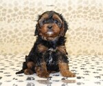 Small #2 Cavapoo