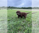 Small #1 Labrador Retriever