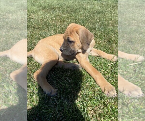 Medium Photo #2 Mastiff Puppy For Sale in WARDEN, WA, USA