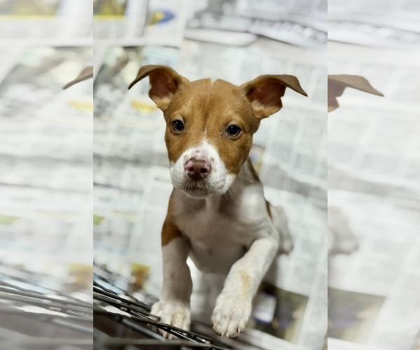Medium Photo #2 Bulldog-Unknown Mix Puppy For Sale in SHERBURNE, NY, USA