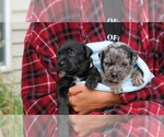 Small Photo #2 American Bulldog Puppy For Sale in ATLANTA, GA, USA