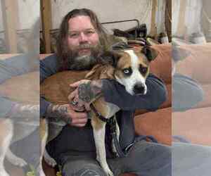 Zeus (from GA) - Male Mutt Dog for Adoption - Photo #3