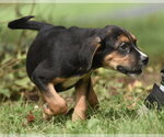 Small Photo #3 Australian Shepherd-Beagle Mix Puppy For Sale in Mechanicsburg, PA, USA