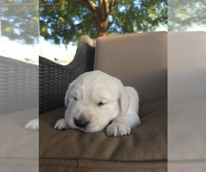 English Cream Golden Retriever Puppy for sale in SACRAMENTO, CA, USA