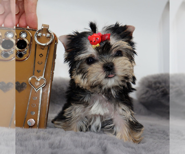 Medium Photo #3 Yorkshire Terrier Puppy For Sale in LOS ANGELES, CA, USA