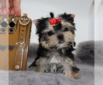 Small #2 Yorkshire Terrier