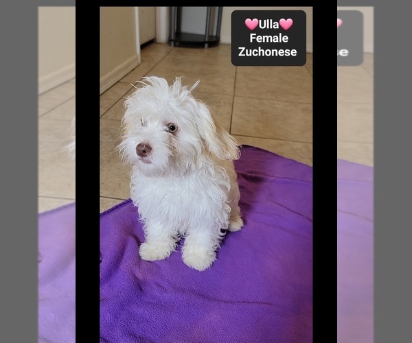 Medium Photo #2 Havanese-Zuchon Mix Puppy For Sale in TUCSON, AZ, USA