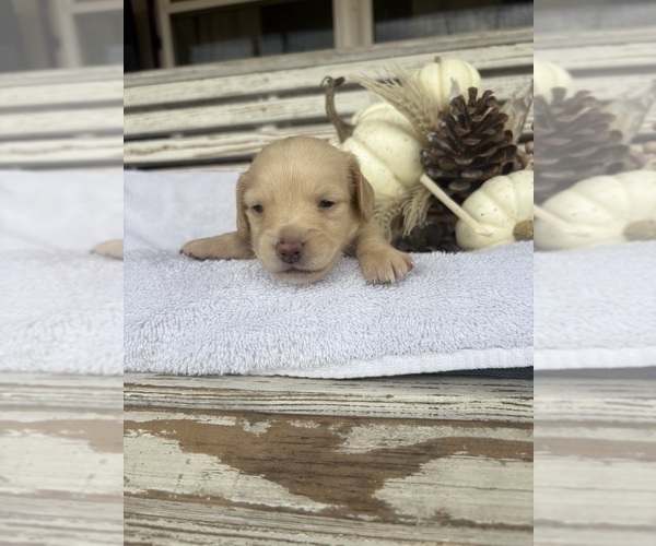 Medium Photo #2 Dachshund Puppy For Sale in MARSHFIELD, MO, USA