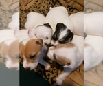 Small Photo #8 Jack Russell Terrier Puppy For Sale in AMMON, ID, USA