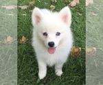 Small Photo #22 Pomsky Puppy For Sale in BAXTER, TN, USA