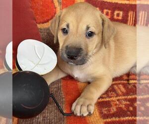 Justice Pup - Bench - Female Labrador Retriever-Unknown Mix Dog for Adoption - Photo #4