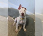 Small #9 American Pit Bull Terrier Mix