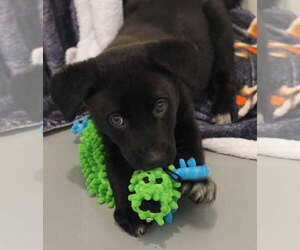 Australian Shepherd-Unknown Mix Dogs for adoption in Greenville, IL, USA