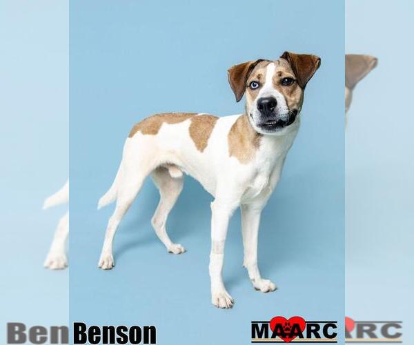 Medium Photo #3 Labrador Retriever-Unknown Mix Puppy For Sale in Maryville, TN, USA