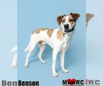 Small #2 Labrador Retriever Mix