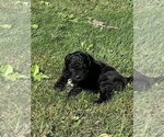 Small Photo #2 Goldendoodle Puppy For Sale in COGAN STATION, PA, USA