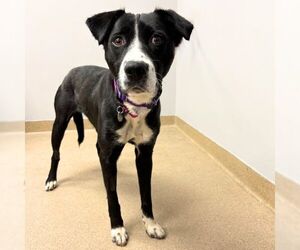 Labrador Retriever-Unknown Mix Dogs for adoption in Aurora, CO, USA