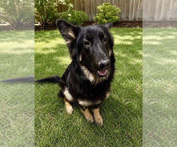 Medium Photo #3 Mutt Puppy For Sale in San Diego, CA, USA