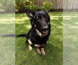 Lex - Female Mutt Dog for Adoption - Photo #3