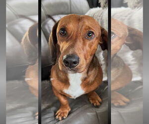 Dachshund-Unknown Mix Dogs for adoption in Sanford, FL, USA