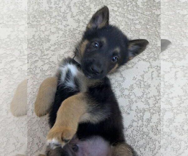 Medium Photo #2 German Shepherd Dog-Unknown Mix Puppy For Sale in The Woodlands, TX, USA