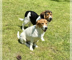 Dottie - Female Beagle-German Shepherd Dog Mix Dog for Adoption - Photo #3